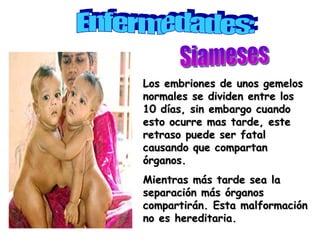 Enfermedades: Siameses Los embriones de unos gemelos normales se dividen entre los 10 días, sin embargo cuando esto ocurre mas tarde, este retraso puede ser fatal causando que compartan órganos. Mientras más tarde sea la separación más órganos compartirán. Esta malformación no es hereditaria. 
