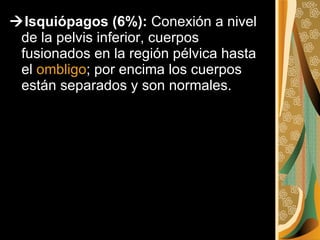 <ul><li> Isquiópagos (6%):  Conexión a nivel de la pelvis inferior, cuerpos fusionados en la región pélvica hasta el  omb...