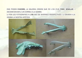 ENS POSEM D’ACORD, LA MAJORIA CREIEM QUE ÉS L’OS D’UN PORC SENGLAR. I
DECIDIM ENVIAR-LI UN CORREU A LA GEMMA.
LI FEM LES FOTOGRAFIES A L’OS DES DE DIVERSES PERSPECTIVES I LI ENVIEM A LA
GEMMA LA NOSTRA HIPÒTESI.
 
