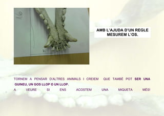 TORNEM A PENSAR D’ALTRES ANIMALS I CREIEM QUE TAMBÉ POT SER UNA
GUINEU, UN GOS LLOP O UN LLOP.
A VEURE SI ENS ACOSTEM UNA MIQUETA MÉS!
AMB L’AJUDA D’UN REGLE
MESUREM L’OS.
 
