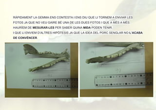 RÀPIDAMENT LA GEMMA ENS CONTESTA I ENS DIU QUE LI TORNEM A ENVIAR LES
FOTOS JA QUE NO VEU GAIRE BÉ UNA DE LES DUES FOTOS I QUE A MÉS A MÉS
HAURÍEM DE MESURAR-LES PER SABER QUINA MIDA PODEN TENIR.
I QUE LI ENVIEM D’ALTRES HIPÒTESIS JA QUE LA IDEA DEL PORC SENGLAR NO L’ACABA
DE CONVÈNCER.
 