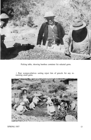 Picking table, showing bamboo container for selected gems.
• Poor women-relatives sorting reject lots of gravels for any re-
maining small gems.
SPRING 1957 13
 