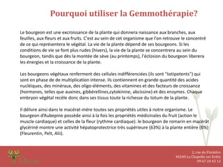 2, rue du Finistère
44240 La Chapelle sur Erdre
09 67 24 42 12
Pourquoi utiliser la Gemmothérapie?
Le bourgeon est une excroissance de la plante qui donnera naissance aux branches, aux
feuilles, aux fleurs et aux fruits. C'est au sein de cet organisme que l'on retrouve le concentré
de ce qui représentera le végétal. La vie de la plante dépend de ses bourgeons. Si les
conditions de vie se font plus rudes (hivers), la vie de la plante se concentrera au sein du
bourgeon, tandis que dès la montée de sève (au printemps), l'éclosion du bourgeon liberera
les énergies et la croissance de la plante.
Les bourgeons végétaux renferment des cellules indifférenciées (ils sont "totipotents") qui
sont en phase de de multiplication intense. Ils contiennent en grande quantité des acides
nucléiques, des minéraux, des oligo-éléments, des vitamines et des facteurs de croissance
(hormones, telles que auxines, gibbérellines,cytokinine, abcissine) et des enzymes. Chaque
embryon végétal recèle donc dans ses tissus toute la richesse du totum de la plante.
Il délivre ainsi dans le macérat-mère toutes ses propriétés utiles à notre organisme. Le
bourgeon d’Aubepine possède ainsi à la fois les propriétés médicinales du fruit (action le
muscle cardiaque) et celles de la fleur (rythme cardiaque). le bourgeon de romarin en macérât
glycériné montre une activité hépatoprotectrice très supérieure (63%) à la plante entière (6%)
(Fleurentin, Pelt, Alii).
 