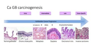 Ca GB carcinogenesis
• GB Ca Cholangiocarcinoma
b Catenin  KRAS  P53/EGFR/P16INK4
 