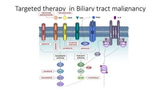 Targeted therapy in Biliary tract malignancy
 