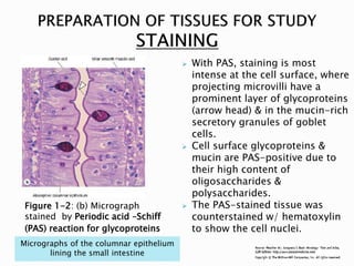 Pas Micrograph Gen. histology (introduction) 1 | PDF