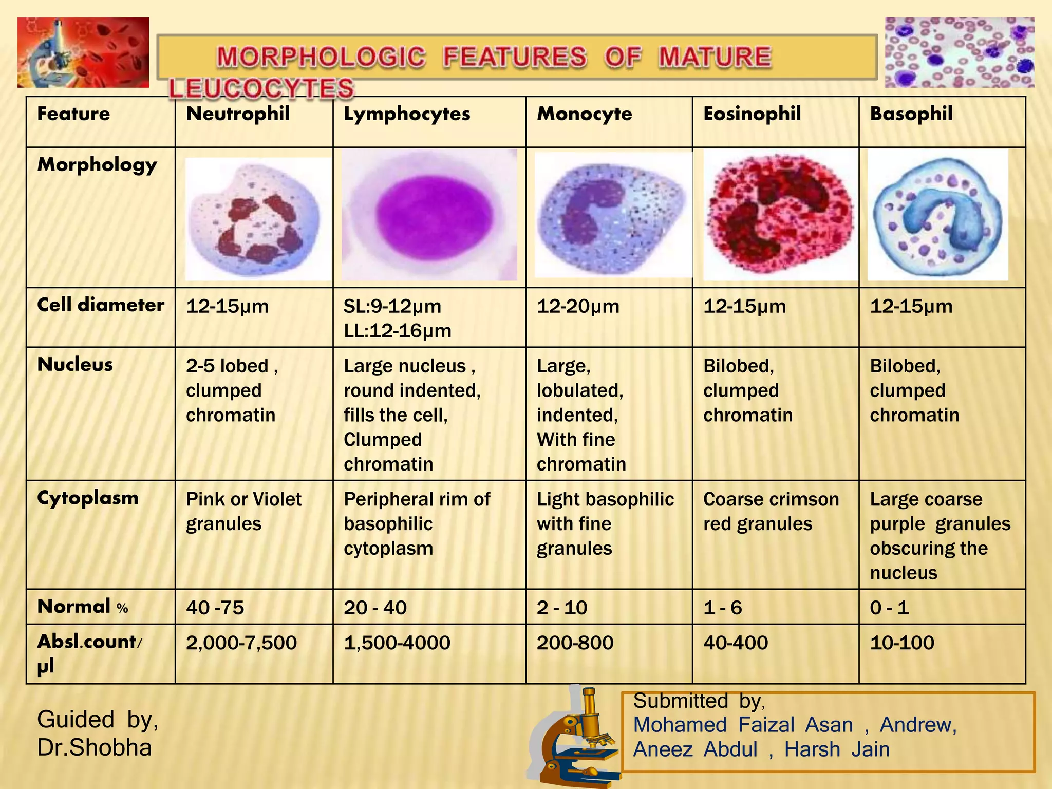 Feature Neutrophil Lymphocytes Monocyte Eosinophil Basophil
Morphology
Cell diameter 12-15µm SL:9-12µm
LL:12-16µm
12-20µm 12-15µm 12-15µm
Nucleus 2-5 lobed ,
clumped
chromatin
Large nucleus ,
round indented,
fills the cell,
Clumped
chromatin
Large,
lobulated,
indented,
With fine
chromatin
Bilobed,
clumped
chromatin
Bilobed,
clumped
chromatin
Cytoplasm Pink or Violet
granules
Peripheral rim of
basophilic
cytoplasm
Light basophilic
with fine
granules
Coarse crimson
red granules
Large coarse
purple granules
obscuring the
nucleus
Normal % 40 -75 20 - 40 2 - 10 1 - 6 0 - 1
Absl.count/
µl
2,000-7,500 1,500-4000 200-800 40-400 10-100
Submitted by,
Mohamed Faizal Asan , Andrew,
Aneez Abdul , Harsh Jain
Guided by,
Dr.Shobha