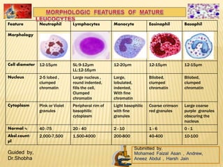 Feature Neutrophil Lymphocytes Monocyte Eosinophil Basophil
Morphology
Cell diameter 12-15µm SL:9-12µm
LL:12-16µm
12-20µm 12-15µm 12-15µm
Nucleus 2-5 lobed ,
clumped
chromatin
Large nucleus ,
round indented,
fills the cell,
Clumped
chromatin
Large,
lobulated,
indented,
With fine
chromatin
Bilobed,
clumped
chromatin
Bilobed,
clumped
chromatin
Cytoplasm Pink or Violet
granules
Peripheral rim of
basophilic
cytoplasm
Light basophilic
with fine
granules
Coarse crimson
red granules
Large coarse
purple granules
obscuring the
nucleus
Normal % 40 -75 20 - 40 2 - 10 1 - 6 0 - 1
Absl.count/
µl
2,000-7,500 1,500-4000 200-800 40-400 10-100
Submitted by,
Mohamed Faizal Asan , Andrew,
Aneez Abdul , Harsh Jain
Guided by,
Dr.Shobha
 