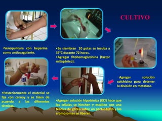 CULTIVO
•Venopuntura con heparina
como anticoagulante.
•Se siembran 10 gotas se incuba a
37ºC durante 72 horas.
•Agregar fitohemaglutinina (factor
mitogénico).
• Agregar solución
colchicina para detener
la división en metafase.
•Agregar solución hipotónica (KCl) hace que
las células se hinchen y estallen con una
técnica de goteo sobre un portaobjeto y los
cromosomas se liberan.
•Posteriormente el material se
fija con carnoy y se tiñen de
acuerdo a las diferentes
técnicas.
 