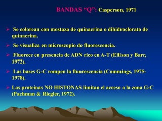 BANDAS “Q”: Casperson, 1971
 Se colorean con mostaza de quinacrina o dihidroclorato de
quinacrina.
 Se visualiza en microscopio de fluorescencia.
 Fluorece en presencia de ADN rico en A-T (Ellison y Barr,
1972).
 Las bases G-C rompen la fluorescencia (Commings, 1975-
1978).
 Las proteínas NO HISTONAS limitan el acceso a la zona G-C
(Pachman & Riegler, 1972).
 