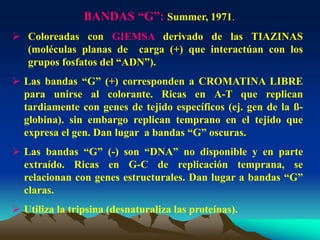 BANDAS “G”: Summer, 1971.
 Coloreadas con GIEMSA derivado de las TIAZINAS
(moléculas planas de carga (+) que interactúan con los
grupos fosfatos del “ADN”).
 Las bandas “G” (+) corresponden a CROMATINA LIBRE
para unirse al colorante. Ricas en A-T que replican
tardiamente con genes de tejido específicos (ej. gen de la ß-
globina). sin embargo replican temprano en el tejido que
expresa el gen. Dan lugar a bandas “G” oscuras.
 Las bandas “G” (-) son “DNA” no disponible y en parte
extraído. Ricas en G-C de replicación temprana, se
relacionan con genes estructurales. Dan lugar a bandas “G”
claras.
 Utiliza la tripsina (desnaturaliza las proteínas).
 