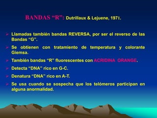 BANDAS “R”: Dutrillaux & Lejuene, 1971.
 Llamadas también bandas REVERSA, por ser el reverso de las
Bandas “G”.
 Se obtienen con tratamiento de temperatura y colorante
Giemsa.
 También bandas “R” fluorescentes con ACRIDINA ORANGE.
 Detecta “DNA” rico en G-C.
 Denatura “DNA” rico en A-T.
 Se usa cuando se sospecha que los telómeros participan en
alguna anormalidad.
 