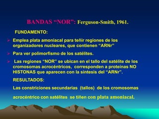 BANDAS “NOR”: Ferguson-Smith, 1961.
FUNDAMENTO:
 Emplea plata amoniacal para teñir regiones de los
organizadores nucleares, que contienen “ARNr”
 Para ver polimorfismo de los satélites.
 Las regiones “NOR” se ubican en el tallo del satélite de los
cromosomas acrocéntricos, corresponden a proteínas NO
HISTONAS que aparecen con la síntesis del “ARNr”.
RESULTADOS:
Las constriciones secundarias (tallos) de los cromosomas
acrocéntrico con satélites se tiñen con plata amoniacal.
 