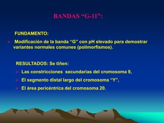BANDAS “G-11”:
FUNDAMENTO:
 Modificación de la banda “G” con pH elevado para demostrar
variantes normales comunes (polimorfismos).
RESULTADOS: Se tiñen:
 Las constricciones secundarias del cromosoma 9,
 El segmento distal largo del cromosoma “Y”,
 El área pericéntrica del cromosoma 20.
 