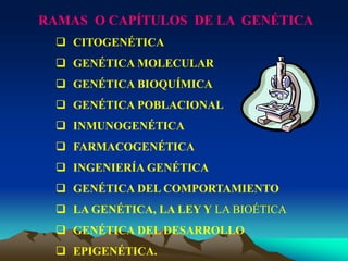RAMAS O CAPÍTULOS DE LA GENÉTICA
 CITOGENÉTICA
 GENÉTICA MOLECULAR
 GENÉTICA BIOQUÍMICA
 GENÉTICA POBLACIONAL
 INMUNOGENÉTICA
 FARMACOGENÉTICA
 INGENIERÍA GENÉTICA
 GENÉTICA DEL COMPORTAMIENTO
 LA GENÉTICA, LA LEY Y LA BIOÉTICA
 GENÉTICA DEL DESARROLLO
 EPIGENÉTICA.
 