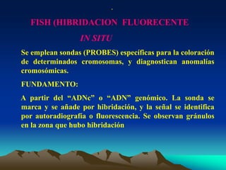 .
FISH (HIBRIDACION FLUORECENTE
IN SITU
Se emplean sondas (PROBES) específicas para la coloración
de determinados cromosomas, y diagnostican anomalías
cromosómicas.
FUNDAMENTO:
A partir del “ADNc” o “ADN” genómico. La sonda se
marca y se añade por hibridación, y la señal se identifica
por autoradiografía o fluorescencia. Se observan gránulos
en la zona que hubo hibridación
 