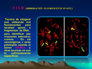 F I S H: (HIBRIDACIÓN FLUORESCENTE IN SITU)
Tecnica de citogené
mol, utilizando mol
fluorescentes para
localizar genes o
fragmentos de DNA,
para identificar abe
rrraciones estructruc
cromos. En cel
cancerigenas u otras
patologías cuando el
baneo GIEMSA u
otras tecnicas no son
lo suficientemente
específicas
 