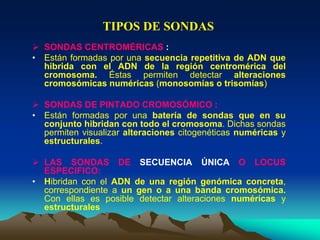  SONDAS CENTROMÉRICAS :
• Están formadas por una secuencia repetitiva de ADN que
hibrida con el ADN de la región centromérica del
cromosoma. Éstas permiten detectar alteraciones
cromosómicas numéricas (monosomías o trisomías)
 SONDAS DE PINTADO CROMOSÓMICO :
• Están formadas por una batería de sondas que en su
conjunto hibridan con todo el cromosoma. Dichas sondas
permiten visualizar alteraciones citogenéticas numéricas y
estructurales.
 LAS SONDAS DE SECUENCIA ÚNICA O LOCUS
ESPECIFICO:
• Hibridan con el ADN de una región genómica concreta,
correspondiente a un gen o a una banda cromosómica.
Con ellas es posible detectar alteraciones numéricas y
estructurales
TIPOS DE SONDAS
 