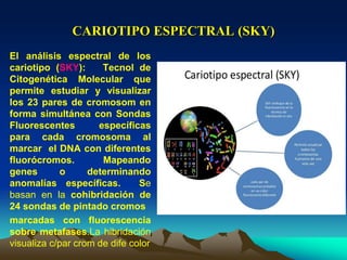 CARIOTIPO ESPECTRAL (SKY)
El análisis espectral de los
cariotipo (SKY): Tecnol de
Citogenética Molecular que
permite estudiar y visualizar
los 23 pares de cromosom en
forma simultánea con Sondas
Fluorescentes específicas
para cada cromosoma al
marcar el DNA con diferentes
fluorócromos. Mapeando
genes o determinando
anomalías específicas. Se
basan en la cohibridación de
24 sondas de pintado cromos
marcadas con fluorescencia
sobre metafases.La hibridación
visualiza c/par crom de dife color
 