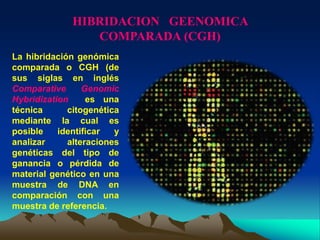 HIBRIDACION GEENOMICA
COMPARADA (CGH)
La hibridación genómica
comparada o CGH (de
sus siglas en inglés
Comparative Genomic
Hybridization es una
técnica citogenética
mediante la cual es
posible identificar y
analizar alteraciones
genéticas del tipo de
ganancia o pérdida de
material genético en una
muestra de DNA en
comparación con una
muestra de referencia.
 