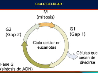 CICLO CELULAR
 