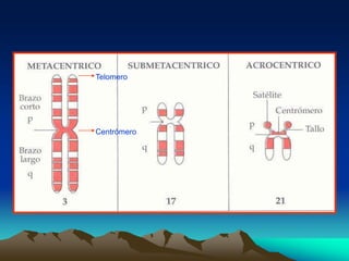 Telomero
Centrómero
 