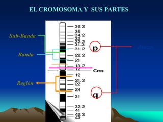 EL CROMOSOMA Y SUS PARTES
Brazos
Región
Banda
Sub-Banda
 