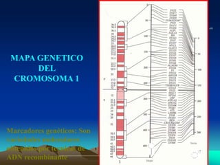 MAPA GENETICO
DEL
CROMOSOMA 1
Marcadores genéticos: Son
variedades moleculares
obtenidos por tecnicas de
ADN recombinante
cM
 