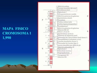 MAPA FISICO
CROMOSOMA 1
1,990
 