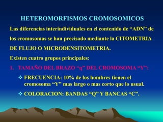 HETEROMORFISMOS CROMOSOMICOS
Las diferencias interindividuales en el contenido de “ADN” de
los cromosomas se han precisado mediante la CITOMETRIA
DE FLUJO O MICRODENSITOMETRIA.
Existen cuatro grupos principales:
1. TAMAÑO DEL BRAZO “q” DEL CROMOSOMA “Y”:
 FRECUENCIA: 10% de los hombres tienen el
cromosoma “Y” mas largo o mas corto que lo usual.
 COLORACION: BANDAS “Q” Y BANCAS “C”.
 
