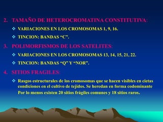 2. TAMAÑO DE HETEROCROMATINA CONSTITUTIVA:
 VARIACIONES EN LOS CROMOSOMAS 1, 9, 16.
 TINCION: BANDAS “C”.
3. POLIMORFISMOS DE LOS SATELITES:
 VARIACIONES EN LOS CROMOSOMAS 13, 14, 15, 21, 22.
 TINCION: BANDAS “Q” Y “NOR”.
4. SITIOS FRAGILES:
 Rasgos estructurales de los cromosomas que se hacen visibles en cietas
condiciones en el cultivo de tejidos. Se heredan en forma codominante
Por lo menos existen 20 sitios frágiles comunes y 18 sitios raros.
 