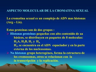 ASPECTO MOLECULAR DE LA CROMATINA SEXUAL
La cromatina sexual es un complejo de ADN mas histonas
(Arg – Lis).
Estas proteinas son de dos grupos :
 Histonas proteinas pequeñas con alto contenido de aa
básicos, se distribuyen en paquetes de 8 moleculas:
H2A, H2B, H3 y H4.
H1, se encuentra en el ADN espaciador y en la parte
externa de los nucleosomas.
 No histonas grupo heterogéneo, forma la estructura de
los cromosomas, otros se relacionan con la
la transcripción y la replicación.
 