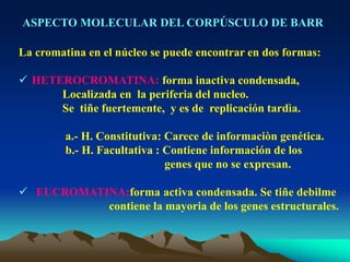 ASPECTO MOLECULAR DEL CORPÚSCULO DE BARR
La cromatina en el núcleo se puede encontrar en dos formas:
 HETEROCROMATINA: forma inactiva condensada,
Localizada en la periferia del nucleo.
Se tiñe fuertemente, y es de replicación tardìa.
a.- H. Constitutiva: Carece de informaciòn genética.
b.- H. Facultativa : Contiene información de los
genes que no se expresan.
 EUCROMATINA:forma activa condensada. Se tiñe debilme
contiene la mayoria de los genes estructurales.
 