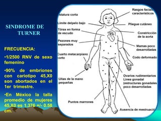 SINDROME DE
TURNER
FRECUENCIA:
•1/2500 RNV de sexo
femenino
•90% de embriones
con cariotipo 45,X0
son abortados en el
1er trimestre.
•En México la talla
promedio de mujeres
45,X0 es 1.376 +/- 0.58
cm.
 