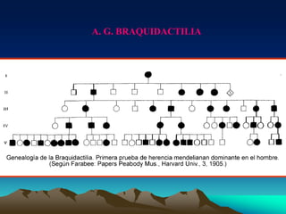 A. G. BRAQUIDACTILIA
 