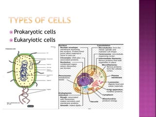  Prokaryotic cells
 Eukaryiotic cells
 