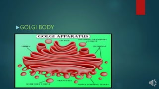 GOLGI BODY
 