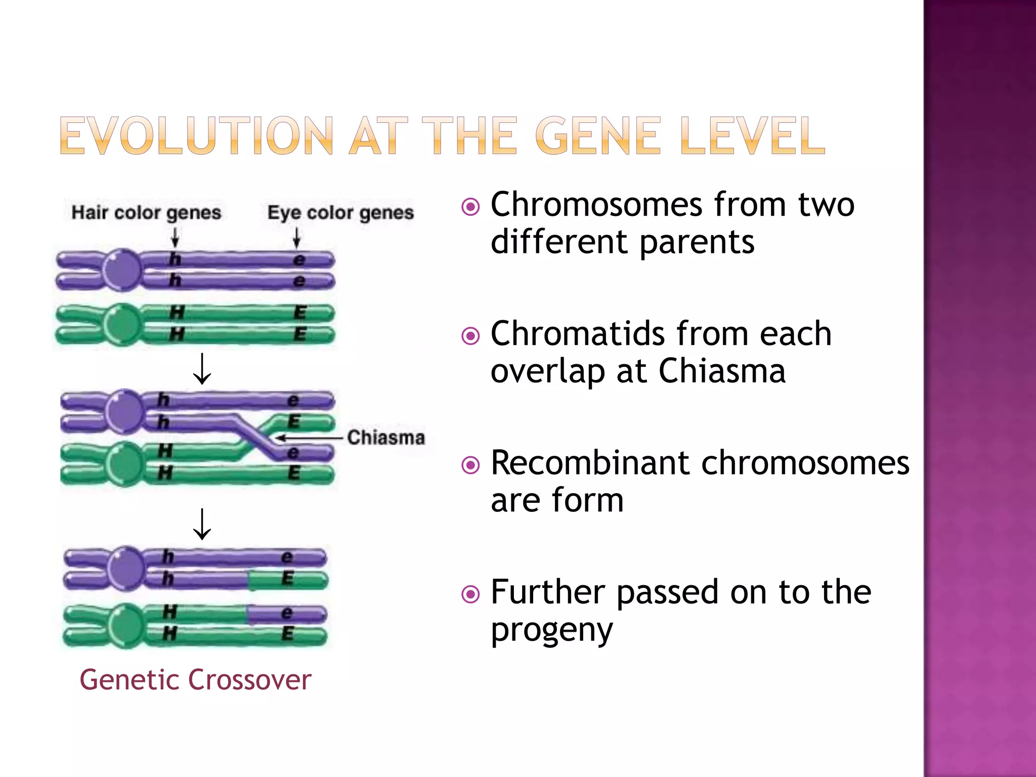    Chromosomes from two
                        different parents

                       Chromatids from each
                        overlap at Chiasma

                       Recombinant chromosomes
                        are form

                       Further passed on to the
                        progeny
Genetic Crossover
 