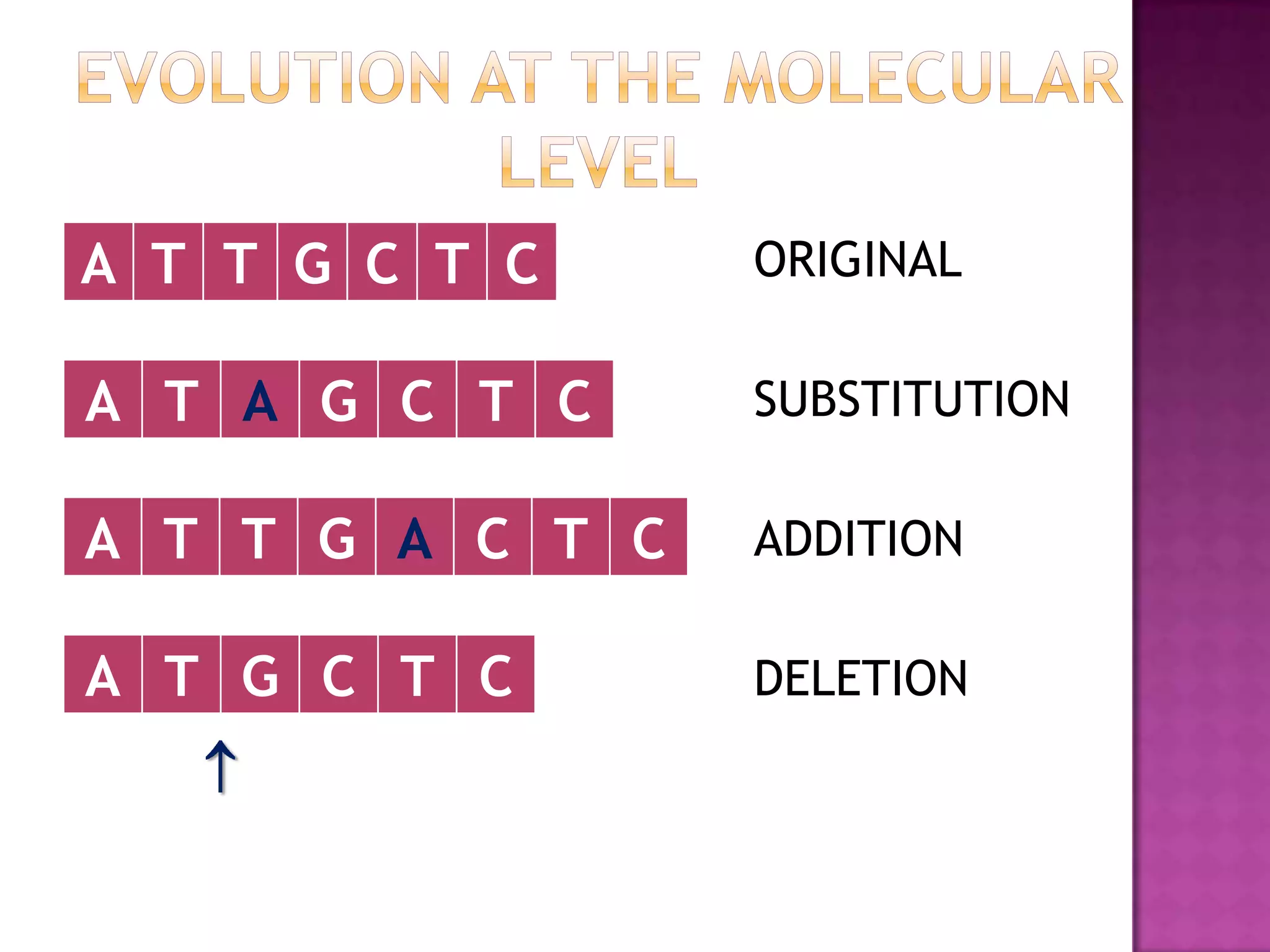 A T T G C T C     ORIGINAL

A T A G C T C     SUBSTITUTION

A T T G A C T C   ADDITION

A T G C T C       DELETION
 