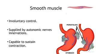Introduction to General Anatomy of Muscle.pptx