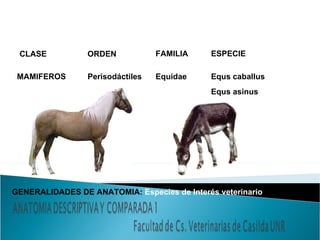 CLASE MAMIFEROS ORDEN Perisodáctiles FAMILIA ESPECIE Equidae Equs caballus Equs asinus GENERALIDADES DE ANATOMIA:  Especies de Interés veterinario 