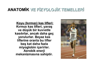 ANATOMİK VE FİZYOLOJİK TEMELLERİ


    Koyu (kırmızı) kas lifleri:
    Kırmızı kas lifleri, yavaş
     ve düşük bir kuvvetle
   kasılırlar, ancak daha geç
     yorulurlar. Beyaz kas
    liflerine oranla bu lifler
        beş kat daha fazla
      miyoglobin içerirler.
          Aerobik enerji
    mekanizmasına sahiptir.
 