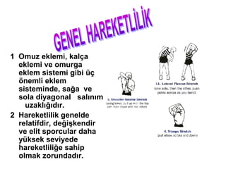 1 Omuz eklemi, kalça
  eklemi ve omurga
  eklem sistemi gibi üç
  önemli eklem
  sisteminde, sağa ve
  sola diyagonal salınım
    uzaklığıdır.
2 Hareketlilik genelde
  relatifdir, değişkendir
  ve elit sporcular daha
  yüksek seviyede
  hareketliliğe sahip
  olmak zorundadır.
 