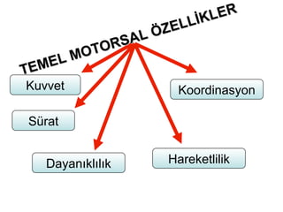 Lİ K LER
              LÖZEL
            SA
      MO TOR
   EL
TEM
Kuvvet              Koordinasyon

Sürat


   Dayanıklılık   Hareketlilik
 