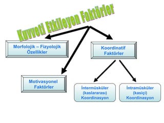 Morfolojik – Fizyolojik             Koordinatif
      Özellikler                     Faktörler




       Motivasyonel
         Faktörler        İntermüsküler           İntramüsküler
                           (kaslararası)              (kasiçi)
                          Koordinasyon            Koordinasyon
 