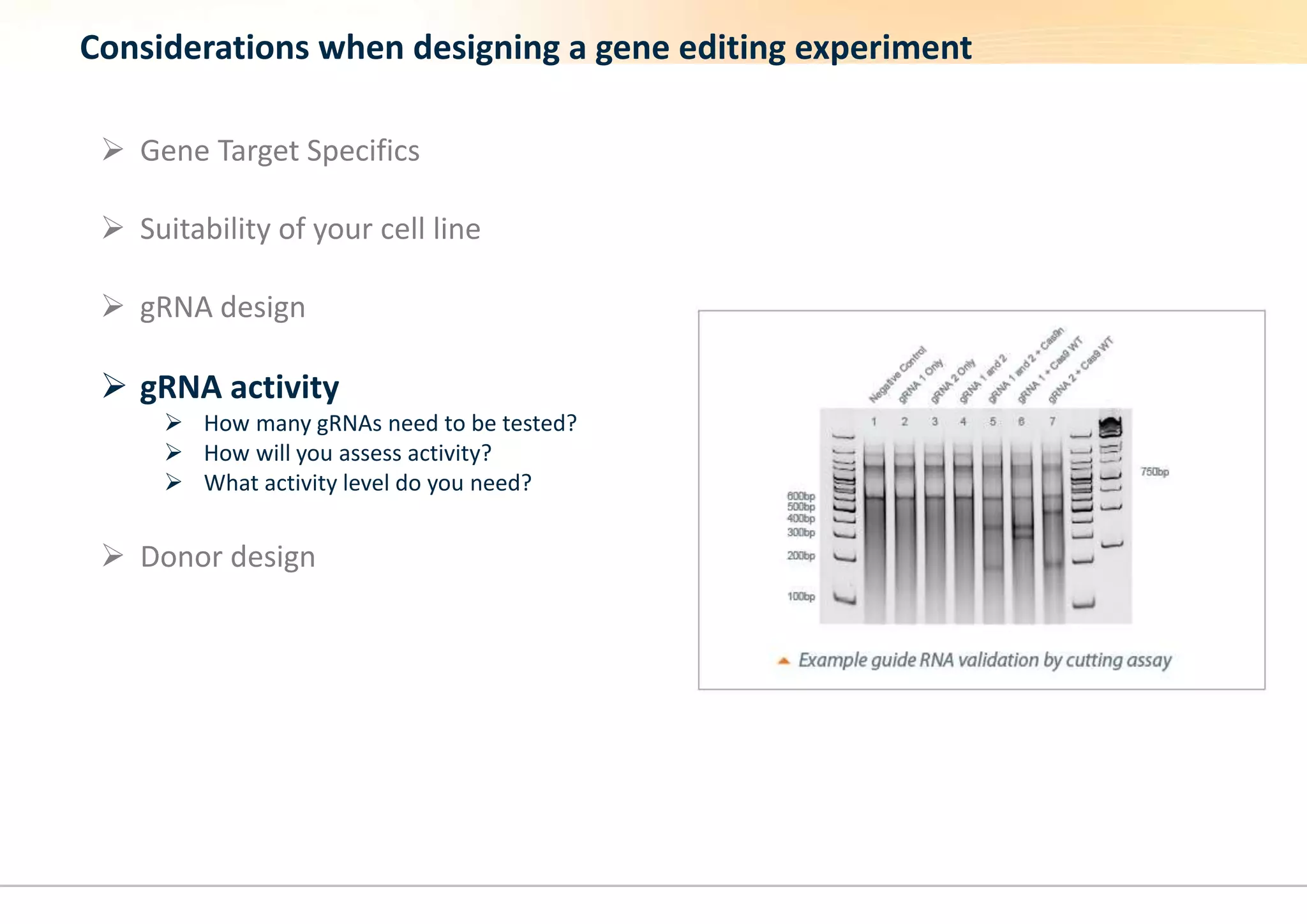 Considerations when designing a gene editing experiment
 Gene Target Specifics
 Suitability of your cell line
 gRNA design
 gRNA activity
 How many gRNAs need to be tested?
 How will you assess activity?
 What activity level do you need?
 Donor design
 