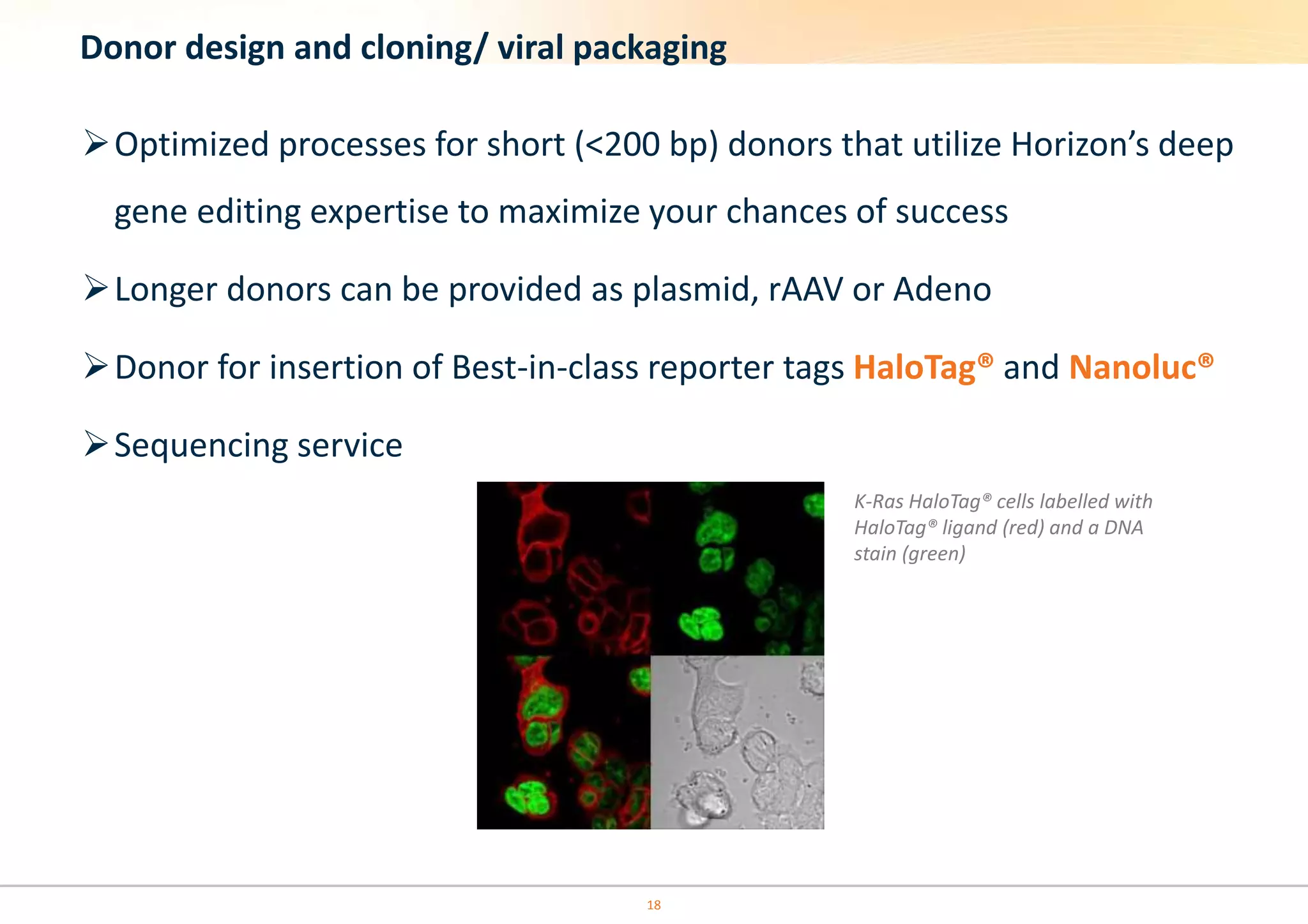 18
Donor design and cloning/ viral packaging
Optimized processes for short (<200 bp) donors that utilize Horizon’s deep
gene editing expertise to maximize your chances of success
Longer donors can be provided as plasmid, rAAV or Adeno
Donor for insertion of Best-in-class reporter tags HaloTag® and Nanoluc®
Sequencing service
K-Ras HaloTag® cells labelled with
HaloTag® ligand (red) and a DNA
stain (green)
 