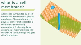 what is a cell
membrane?
All cells are surrounded by a cell
membrane also known as plasma
membrane. The membrane is a
physical barrier that separates a
cell from its surrounding
environment. It also regulates
exchange of materials inside the
cell with its surroundings and gets
rid of the wastes.
 