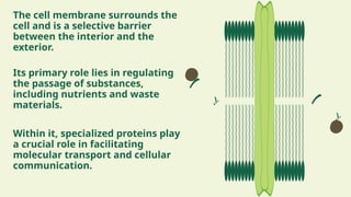 The cell membrane surrounds the
cell and is a selective barrier
between the interior and the
exterior.
Its primary role lies in regulating
the passage of substances,
including nutrients and waste
materials.
Within it, specialized proteins play
a crucial role in facilitating
molecular transport and cellular
communication.
 