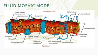 FLUID MOSAIC MODEL
 
